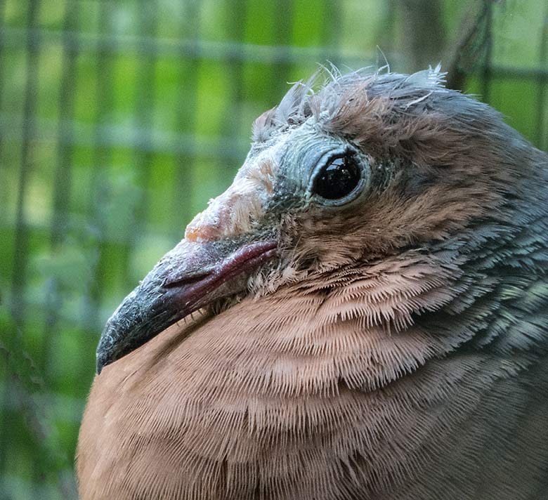 Socorrotaube am 30. Juni 2019 in einer Außenvoliere am Vogel-Haus im Wuppertaler Zoo