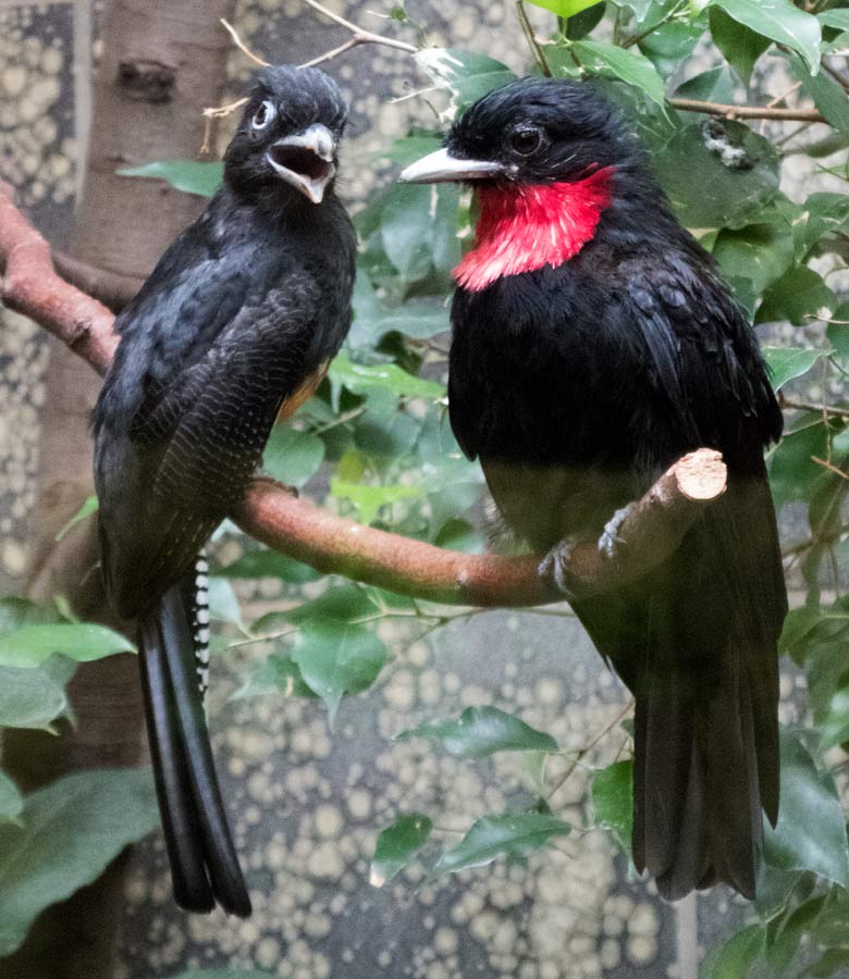 Weißschwanztrogon und Schild-Schmuckvogel am 28. Juli 2018 im Vogelhaus im Wuppertaler Zoo