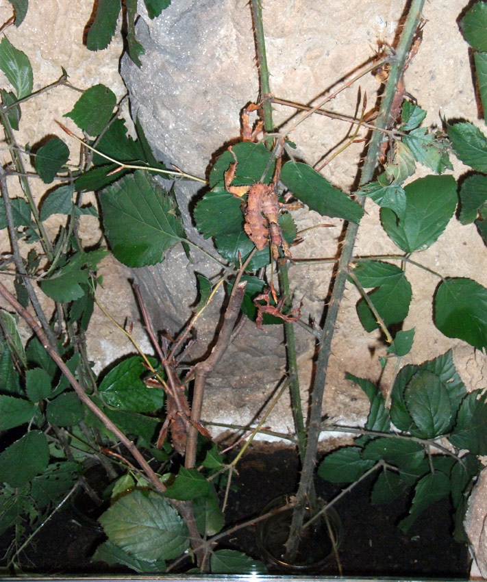 Australische Gespenstschrecke im Zoologischen Garten Wuppertal im November 2010