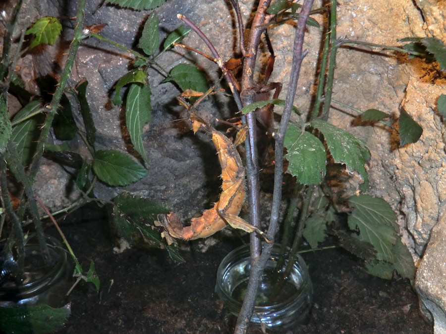 Australische Gespenstschrecke im Zoologischen Garten Wuppertal im März 2011