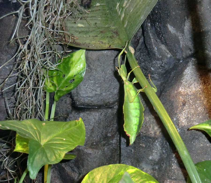 Wandelndes Blatt im Zoologischen Garten Wuppertal im August 2014