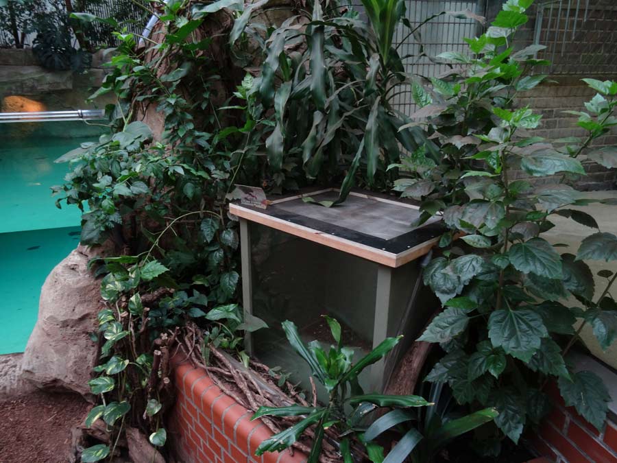Müllkammer der Blattschneiderameisen Atta cephalotes im Zoo Wuppertal im Mai 2015