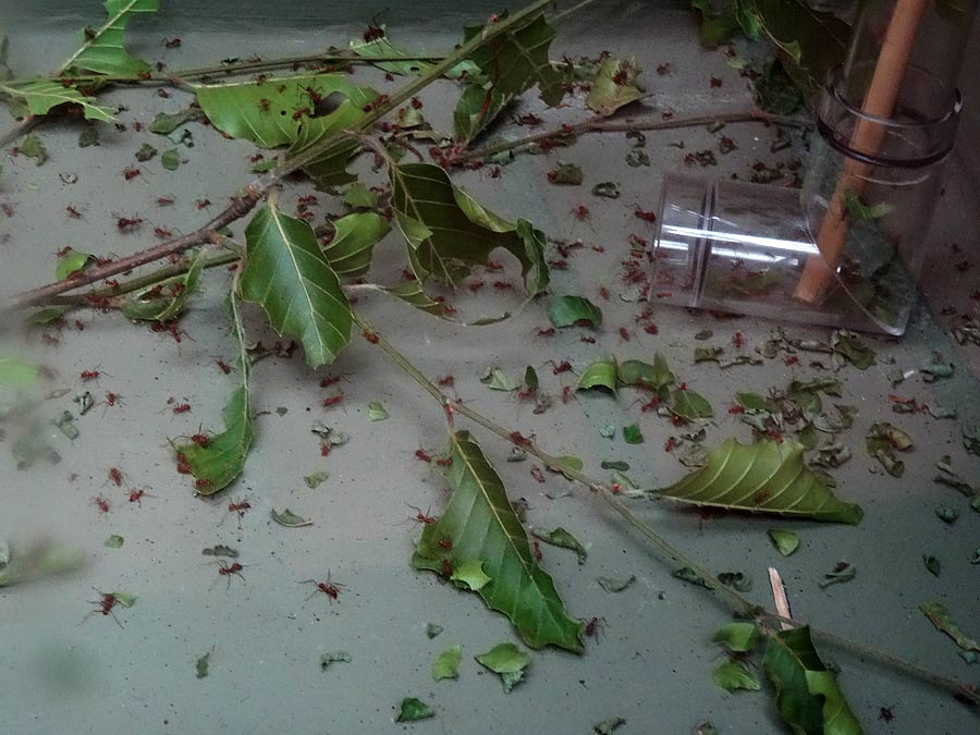 Futter für die Blattschneiderameisen Atta cephalotes im Wuppertaler Zoo im Mai 2015