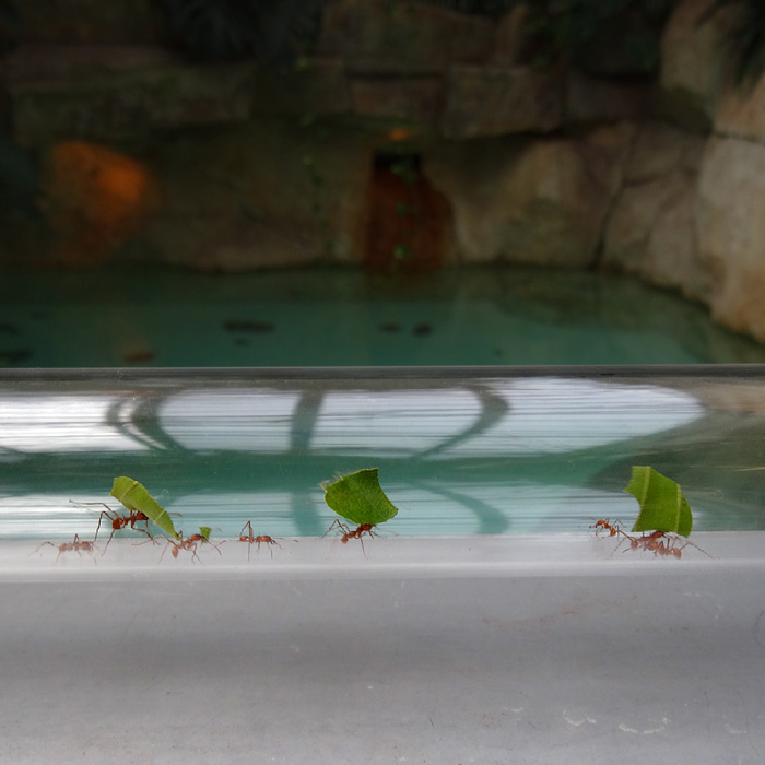 Blattschneiderameisen Atta cephalotes im Wuppertaler Zoo im Mai 2015
