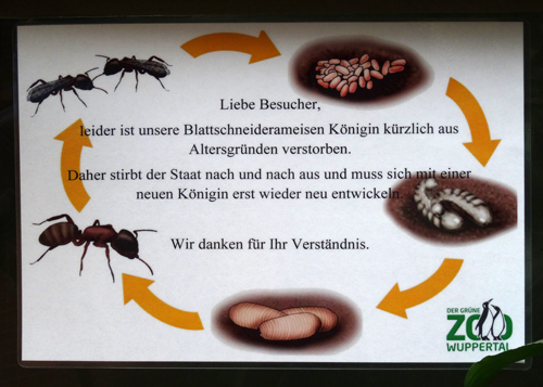 Information zu Blattschneiderameisen im Zoologischen Garten Wuppertal am 9. Oktober 2015