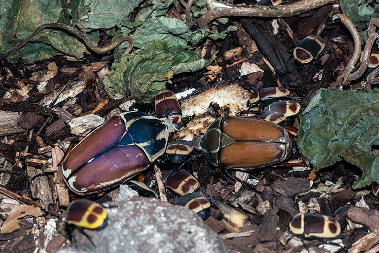 Zwei männliche Uganda-Rosenkäfer am 1. Oktober 2024 im Terrarium im Zoologischen Garten Wuppertal