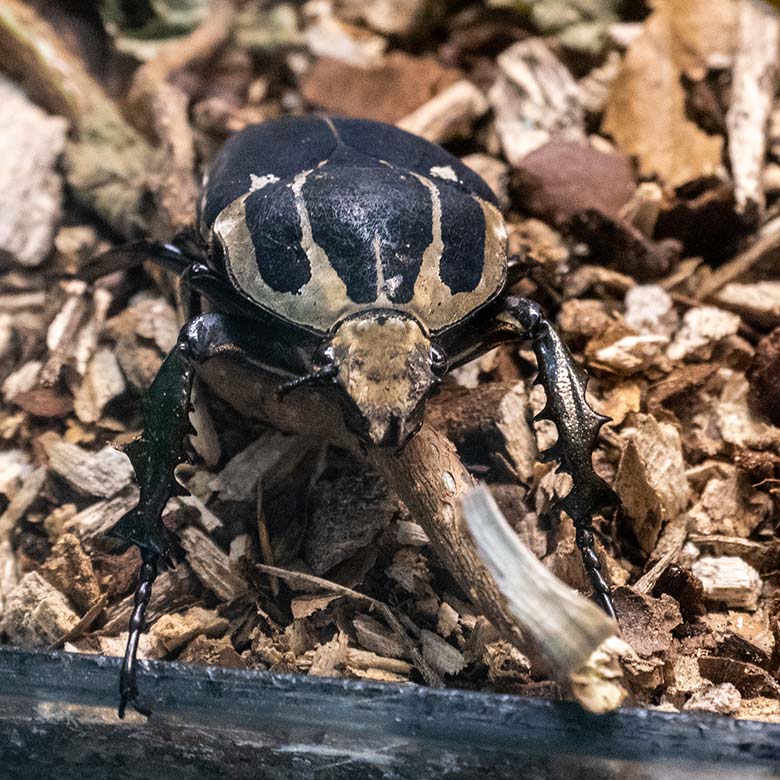 Ein männlicher Uganda-Rosenkäfer am 2. Oktober 2024 im Terrarium im Grünen Zoo Wuppertal