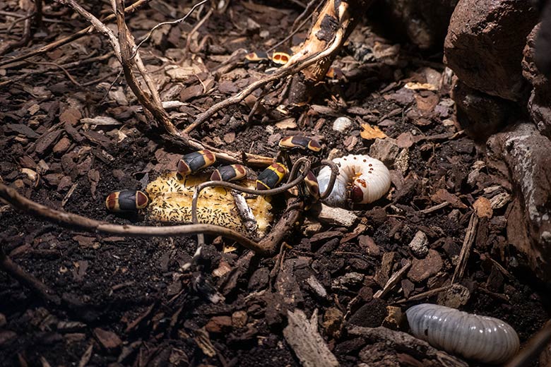 Drei Larven des Uganda-Rosenkäfer am 8. Dezember 2024 im Terrarium im Grünen Zoo Wuppertal