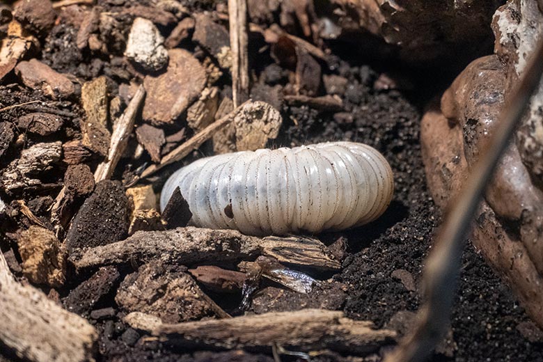 Larve des Uganda-Rosenkäfer am 8. Dezember 2024 im Terrarium im Zoologischen Garten Wuppertal