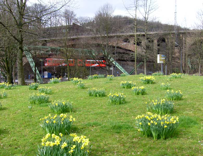Frühlingsblumen vor der Schwebebahn am Viadukt Sonnborn